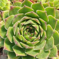 Sempervivum  'Commander Hay'